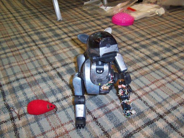 mein sch�nster Favorit Aibo