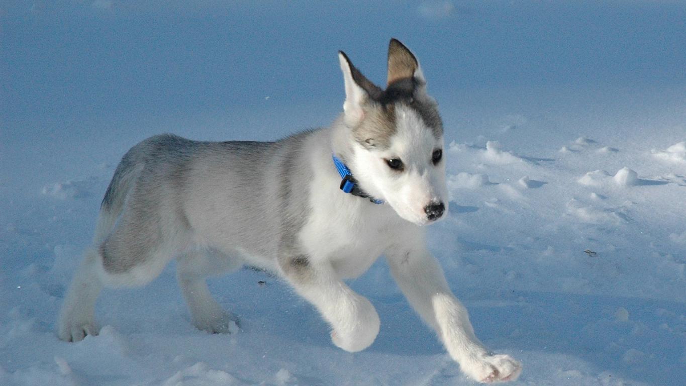 Husky