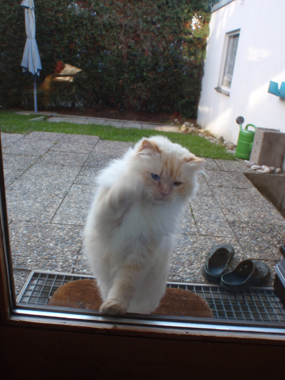 Nachbar�s Kater kommt ab und zu mal hallo sagen ;)