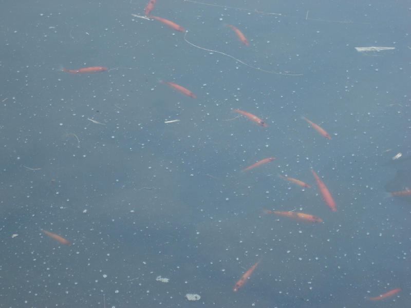 Goldfische im Teich vorm Hotel