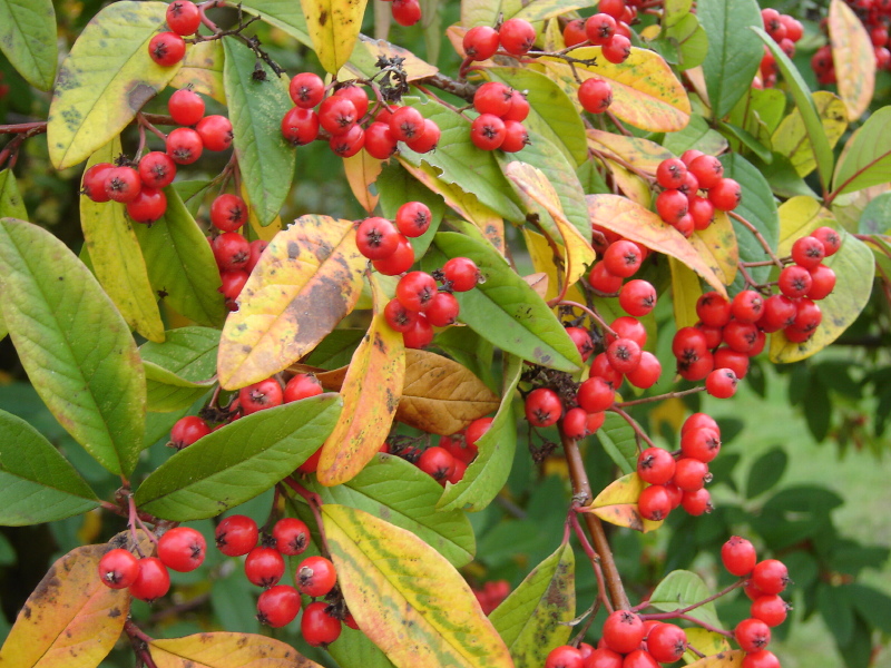 Herbst-R�tsel 2009