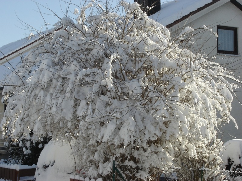 Perlmuttstrauch mit Schnee