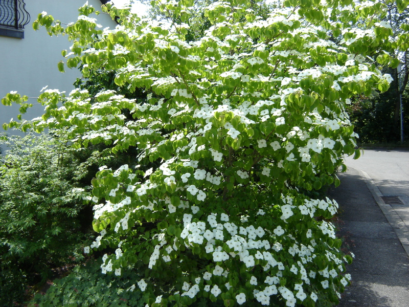 Strauch mit wei�en Bl�ten