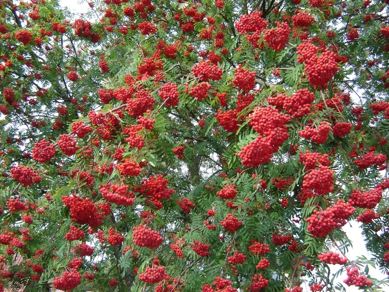 Rote Beeren am Baum