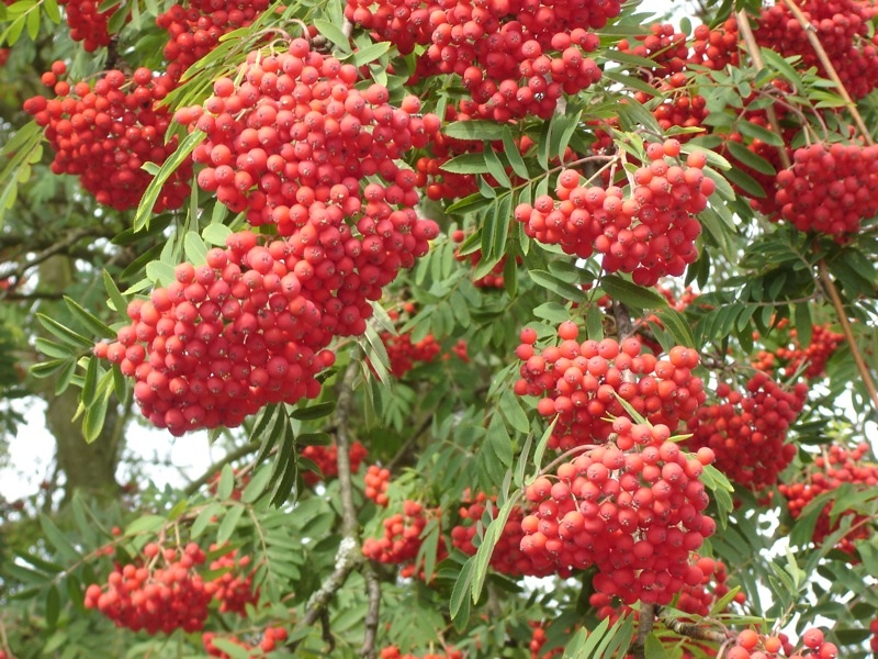 Rote Beeren