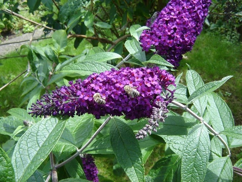 Flei�ige Bienchen