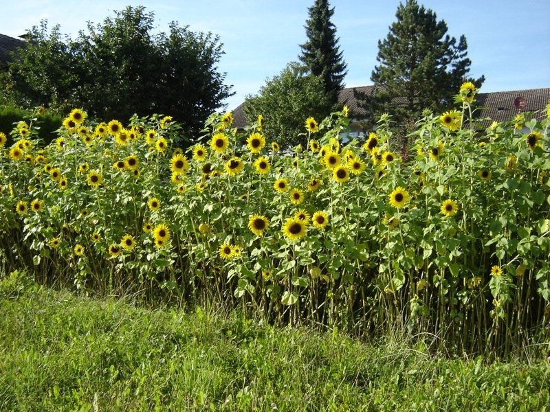 Sonnenblumen