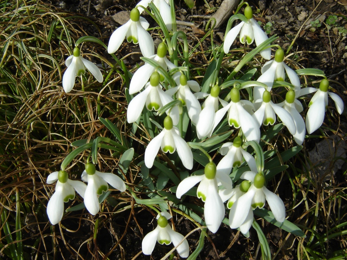 Schneegl�ckchen