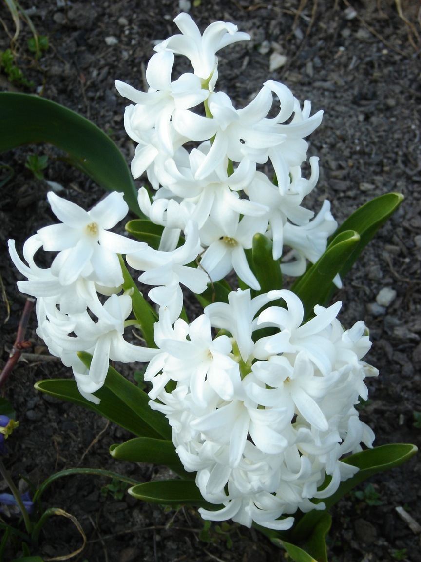 Wei�e Hyazinthe