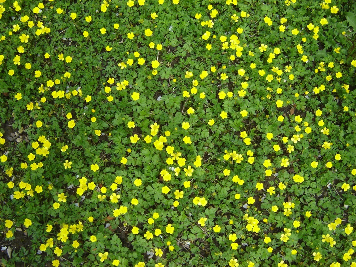 Butterblumenwiese