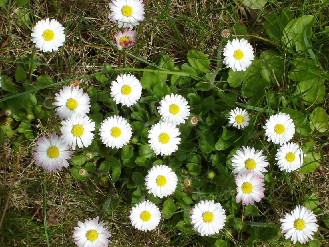 G�nsebl�mchen