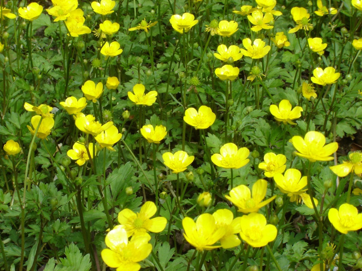 Butterblumen im Garten