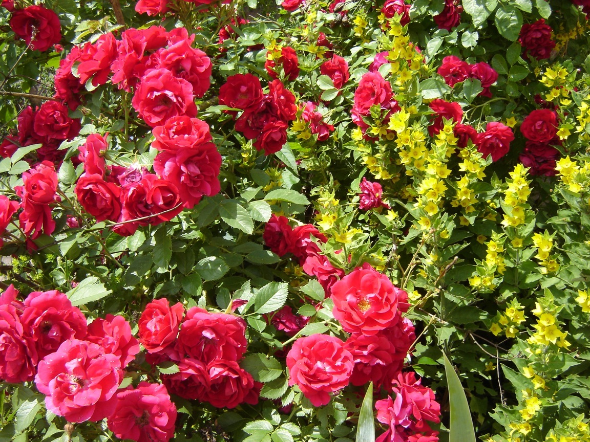 Rosen