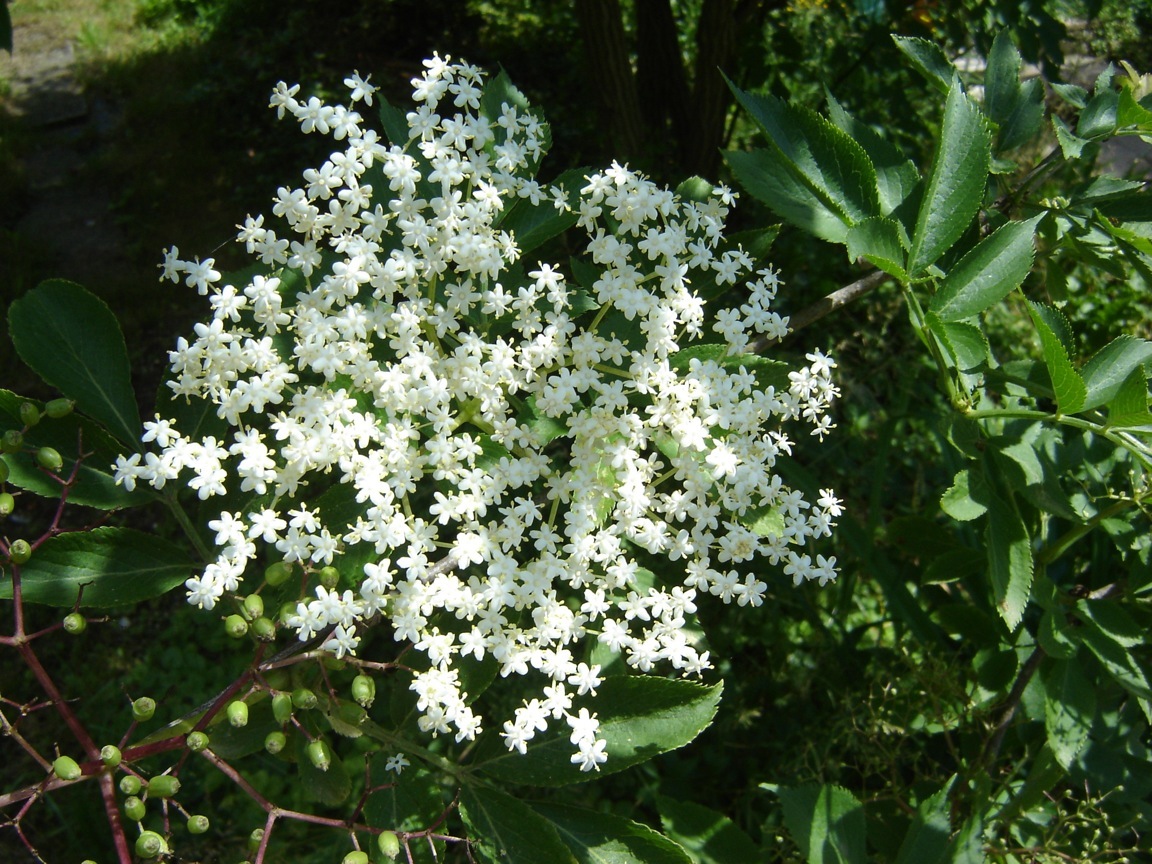 Holunderbl�te