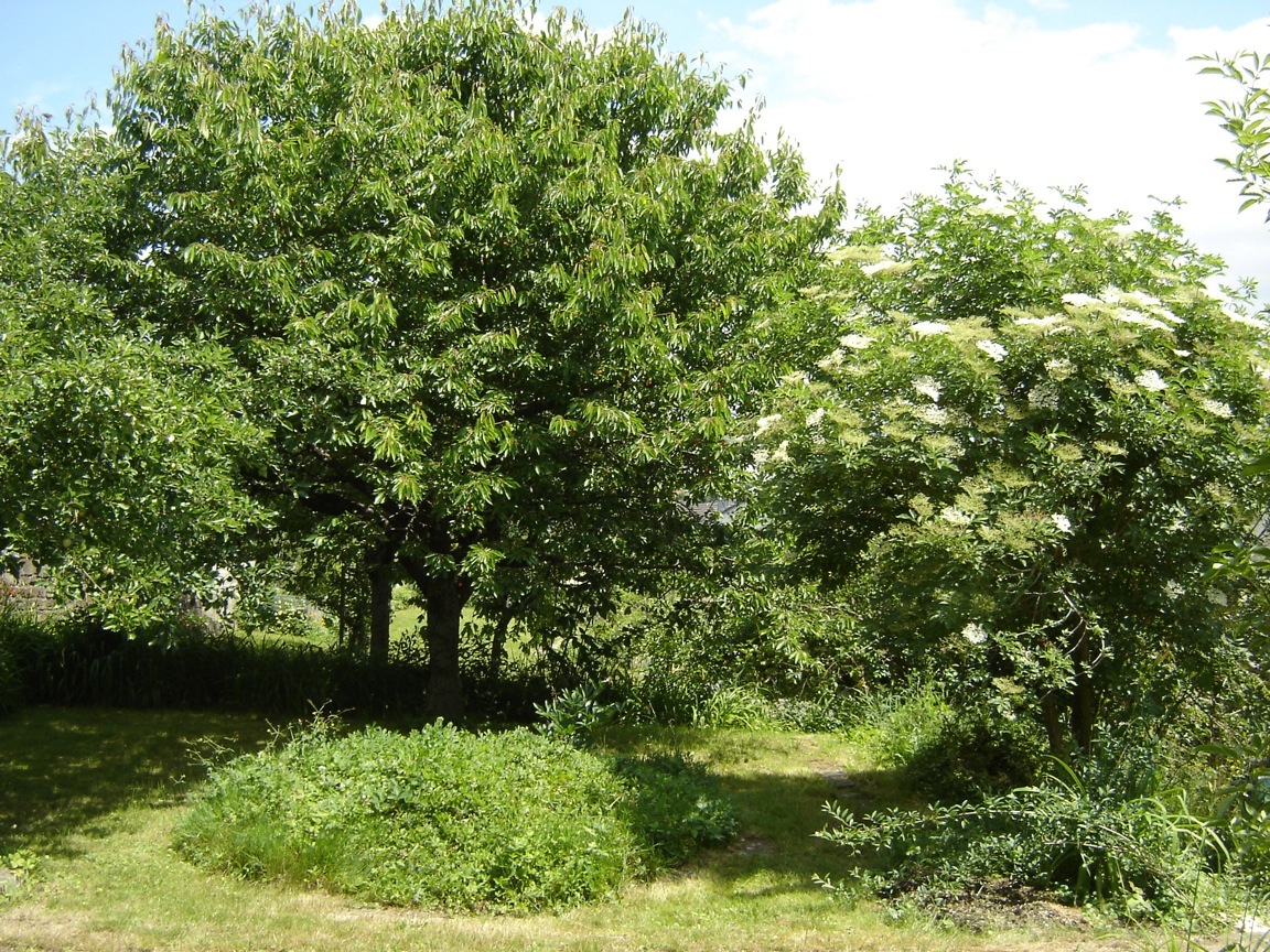 Im Garten