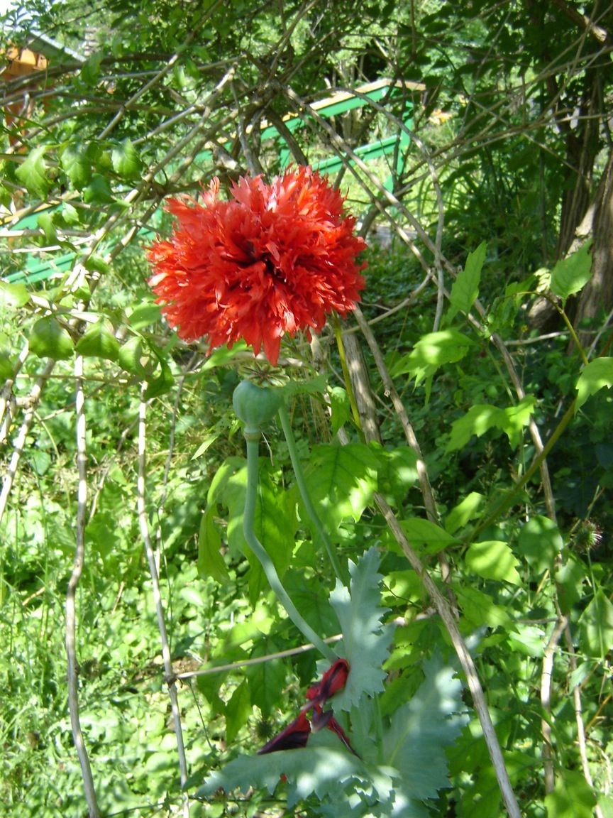 Mohn