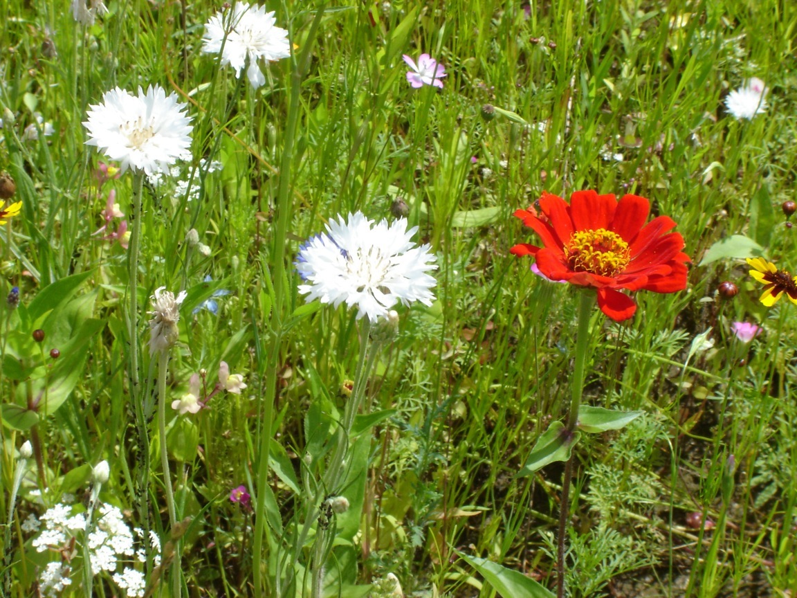 Blumenwiese