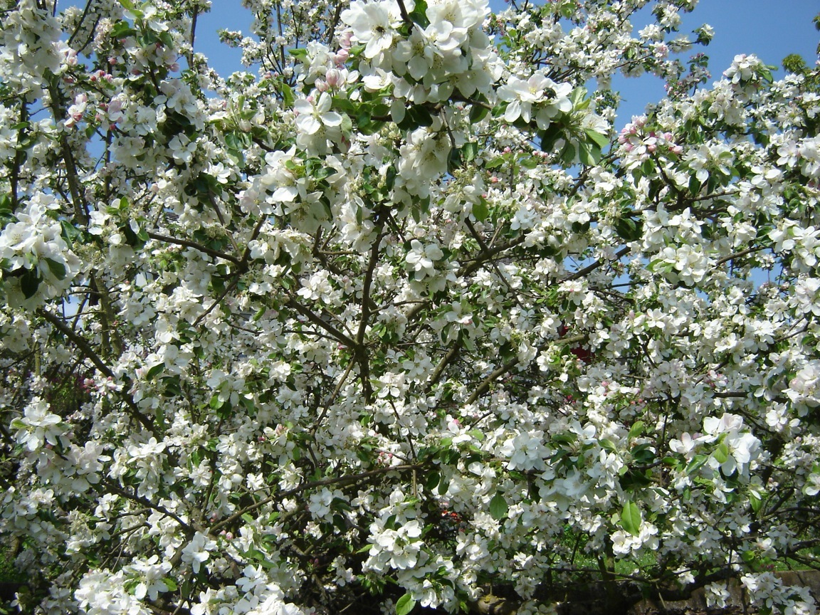 Apfelbaum am Bl�hen