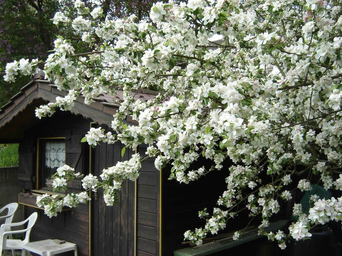 Apfelbaum am Bl�hen