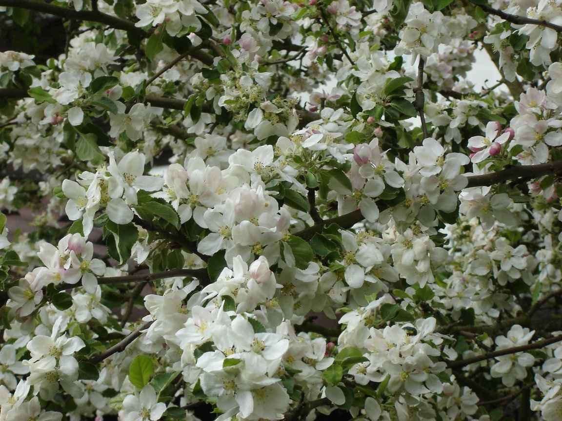 Apfelbaum am Bl�hen