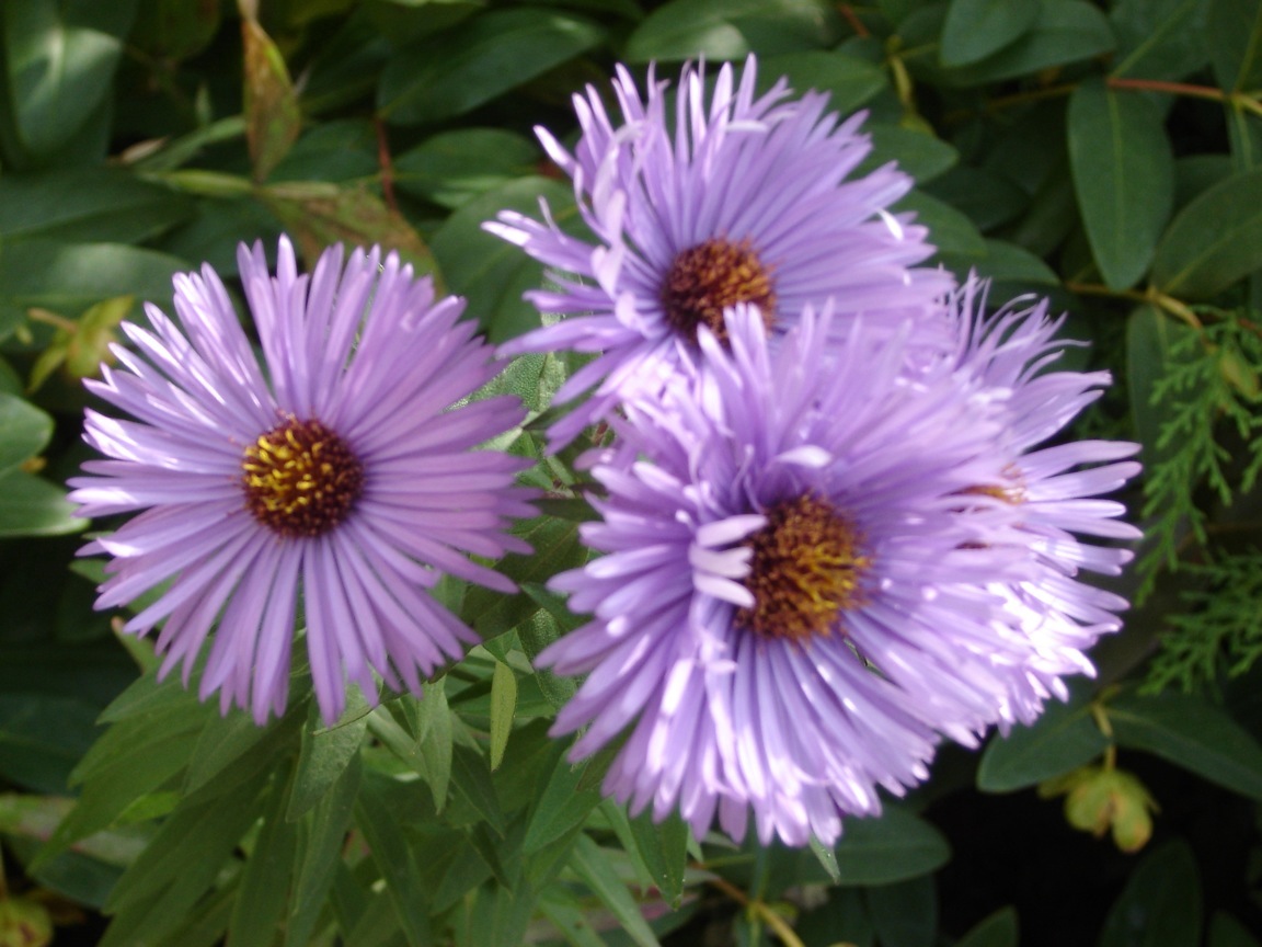Bl�ten im Oktober