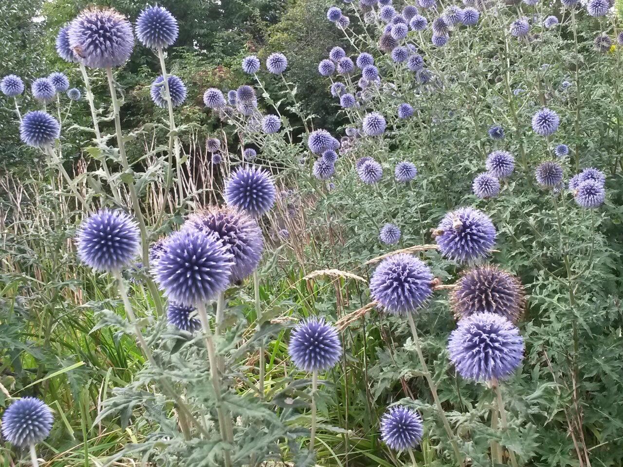 Blaue Kugeln